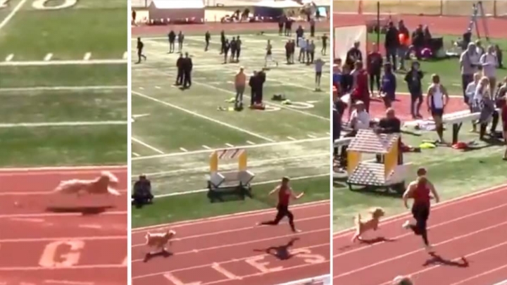 Perrita se cuela a carrera escolar y gana.