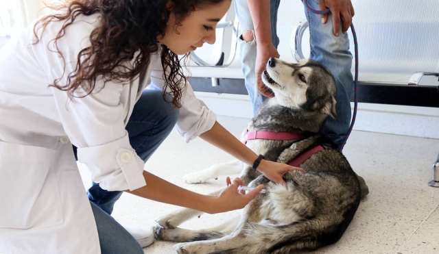 Anuncian campaña de vacunación antirrábica canina y felina en Miacatlán