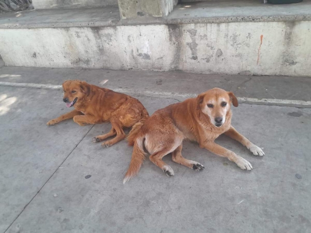 Urge campa&ntilde;a de esterilizaci&oacute;n canina en Miacatl&aacute;n: vecinos