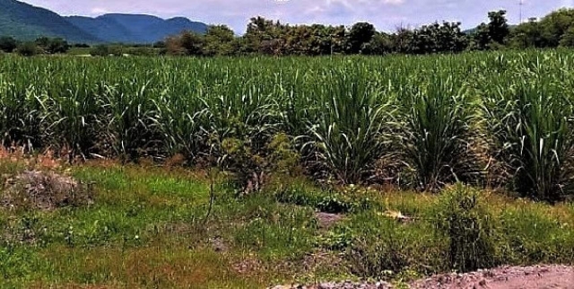 Aparentemente, productores de caña tendrán mayor apoyo con la nueva organización.