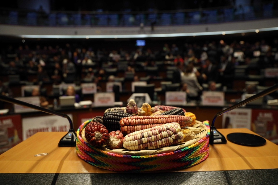 Senado aprueba reforma para prohibir siembra de maíz transgénico en México