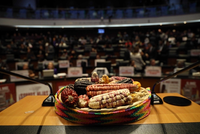 Senado aprueba reforma para prohibir siembra de maíz transgénico en México