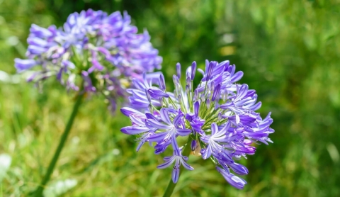 Haz florecer tus agapandos con un truco natural y casero
