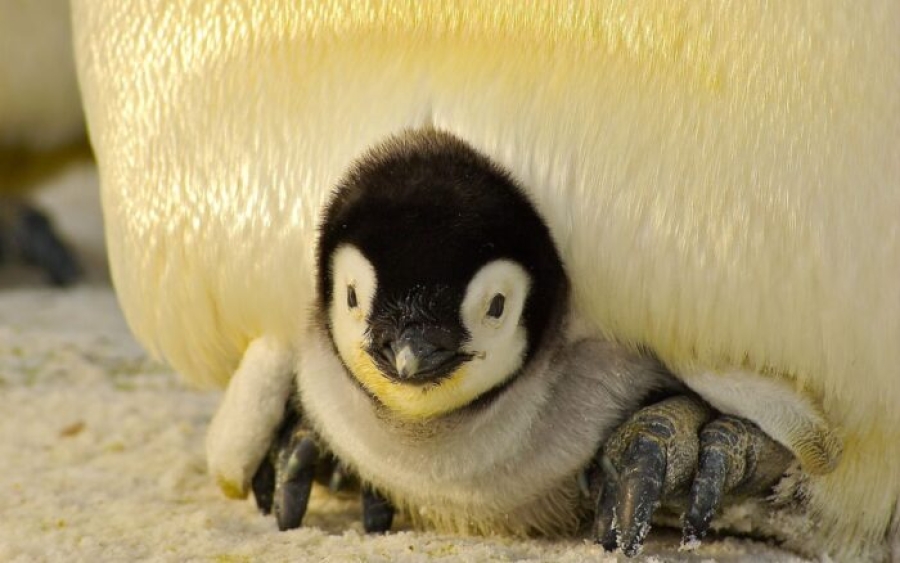 Deshielo afecta reproducción del pingüino emperador