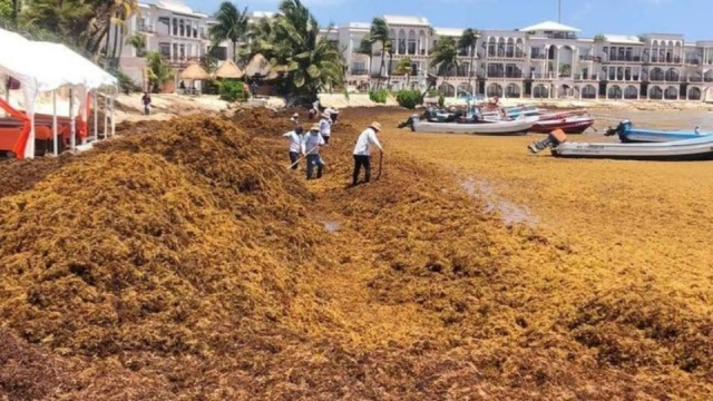 Vacaciones Semana Santa 2022: Mapa de sargazo en Cancún