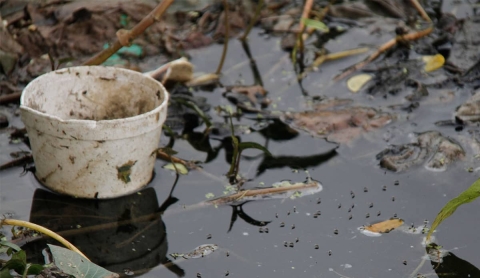 Ante lluvias recientes, llaman a evitar criaderos de mosco del dengue