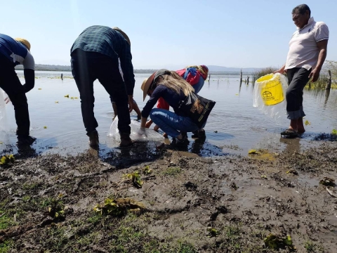 Buscan rescatar mojarra criolla en la laguna de Coatetelco