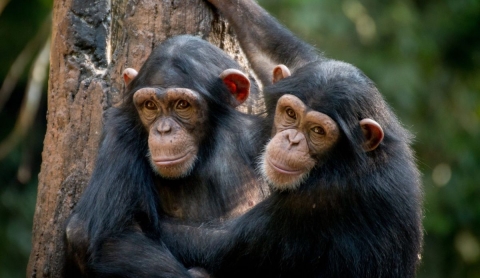 Día Mundial del Chimpancé: Un llamado urgente por su conservación