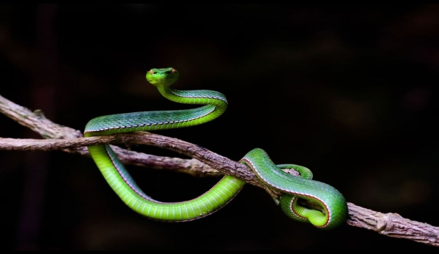 Día Mundial de la Serpiente: una jornada para aprender, proteger y valorar