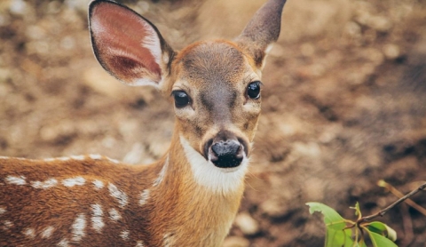 Ejército mexicano lanza licitación para controlar venados en aeropuertos