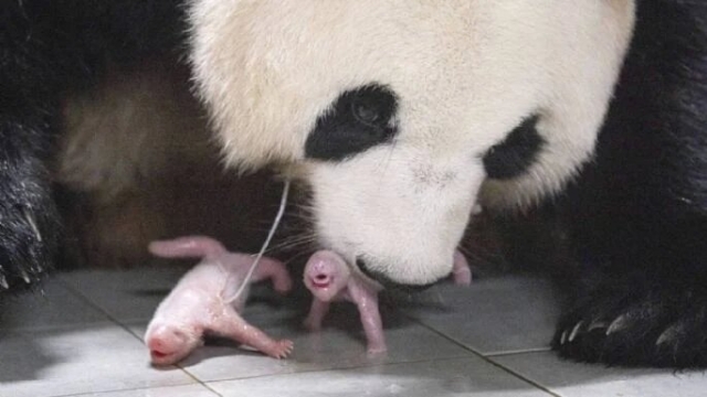 Corea del Sur registra primer nacimiento de pandas gemelos