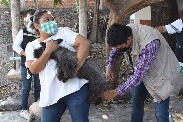 Se busca evitar brotes de rabia u otras enfermedades. 