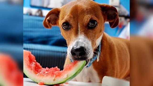 3 razones para darle de comer sandía a los perros