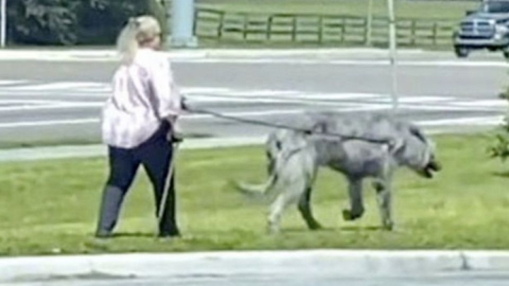 Bestia ‘mutante’ genera debate: ¿Es un perro o un lobo?