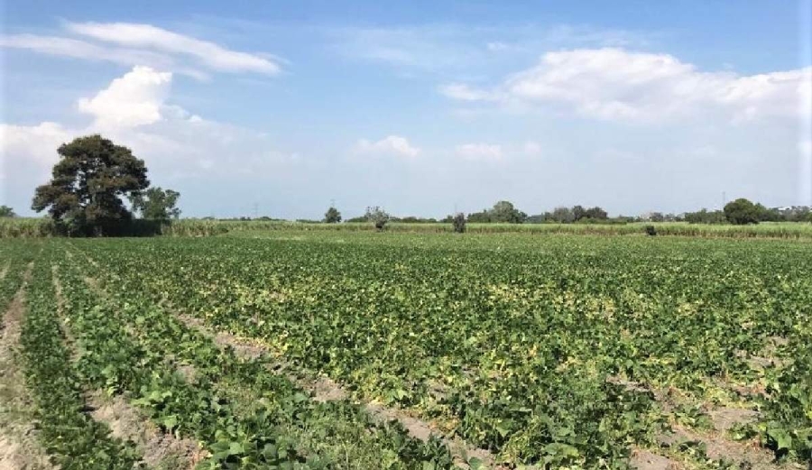 El campo se ha visto afectado por diversos factores en años recientes.