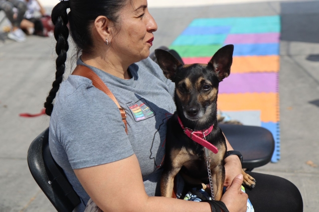 Realizan en Jiutepec jornada de esterilizaciones caninas y felinas, en UH &#039;El Pochotal&#039;