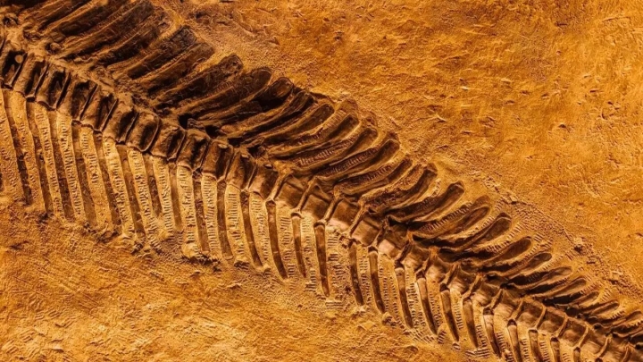 Descubren fósiles multicelulares de 1,635 millones de años en China