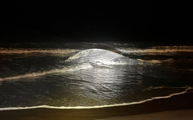 Ballena jorobada muere en playa de Mazatlán
