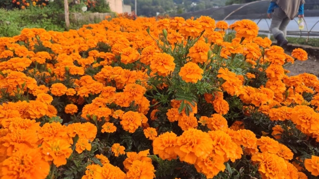 Productores de Tetela del Monte confiaron en una recuperación en las ventas de la flor de cempasúchil en este año. 