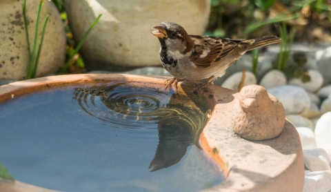 Cómo ayudar a los pájaros a mantenerse hidratados durante el calor extremo