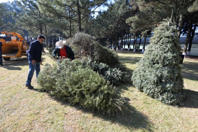 Alistan arbolitos navideños en el Estado de México para el invierno de 2022