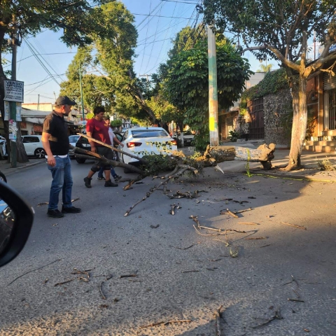 Cae árbol sobre un auto en la Barona
