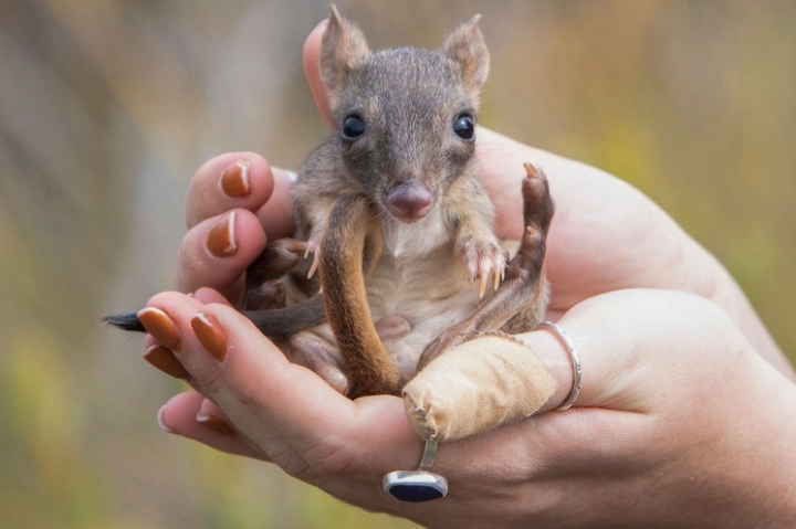 Los mamíferos más evolucionados son los marsupiales, revela estudio