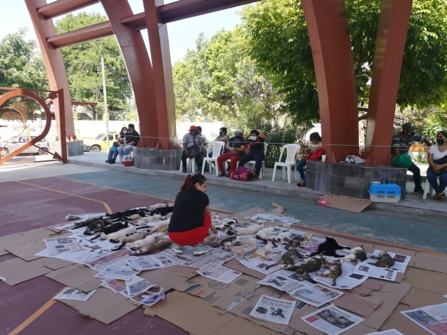 Realizan jornada de esterilización de perros y gatos, en Jojutla