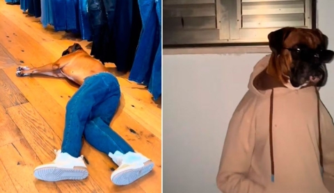 Perro con outfit humano se vuelve viral y conquista TikTok