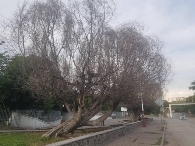  La plaga afectó los árboles; ahora se busca darles un tratamiento a fin de recuperarlos.