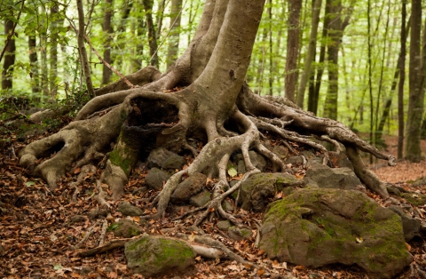 Las raíces de los árboles caducifolios siguen creciendo en invierno