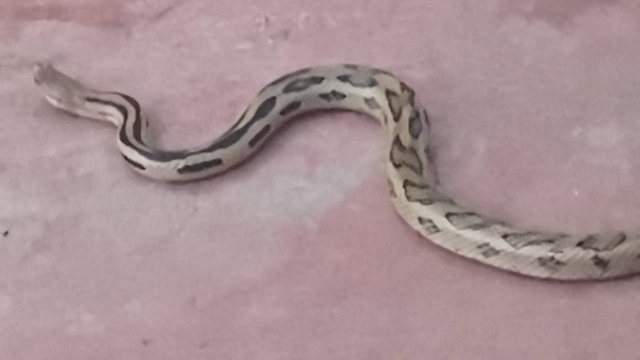 Captura PC Cuernavaca a un reptil en la colonia del Bosque