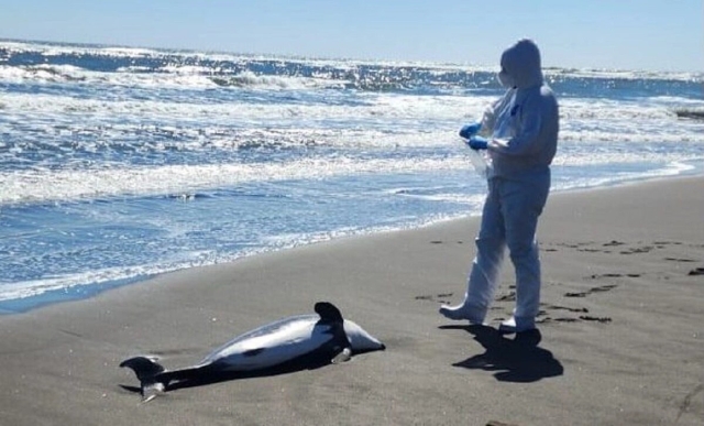 Chile notifica sobre los primeros delfines muertos por gripe aviar