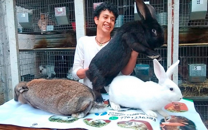 Mexicano cría a los conejos más grandes del mundo.
