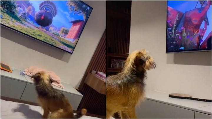 ¡Le tiene miedo al pavo! Perrito ve película animada y se asusta