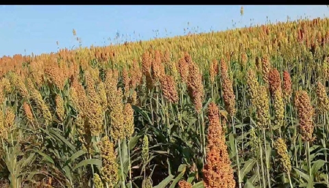Los campesinos ya comenzaron a sembrar sorgo, animados por el buen comienzo del temporal de lluvias.