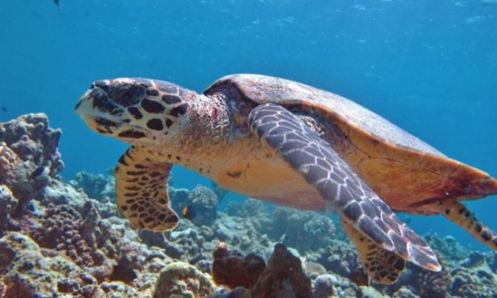 ¿Cómo decenas de tortugas nos ayudan a conocer detalles sobre los océanos?