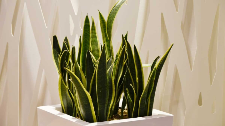 Así puedes revivir tu sansevieria y que luzca perfecta