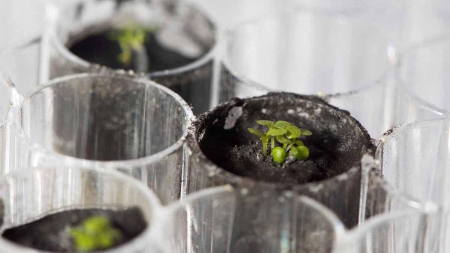 Bacterias hacen fértil suelo lunar para agricultura espacial