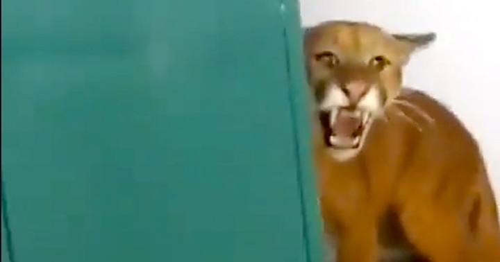 Niño se encuentra un puma en el baño de su escuela