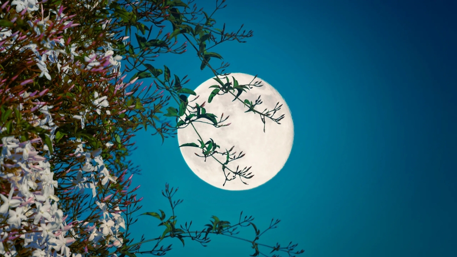 Luna de flores de mayo: Rituales para aprovechar su energía