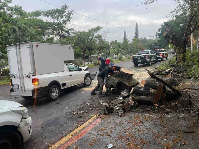 El árbol caído fue retirado por personal de Protección Civil.