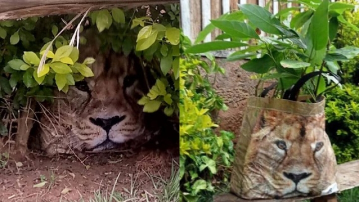 Alertan por león escondido en un matorral; se trataba de una bolsa