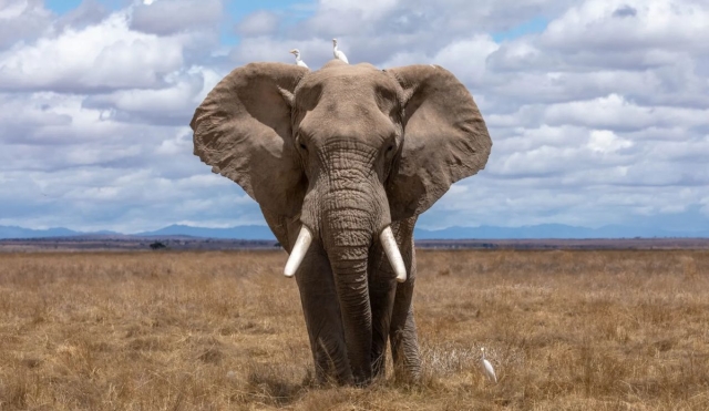Turismo animal