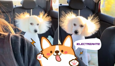 Perro con Orejas Despeinadas Tras Peluquería Se Vuelve Viral en TikTok