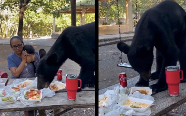 Inesperado comensal: Oso devora banquete familiar en Nuevo León