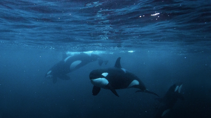 Descubren orcas usando algas como herramienta de aseo y vínculo social