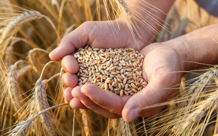 China aprueba el primer trigo modificado genéticamente