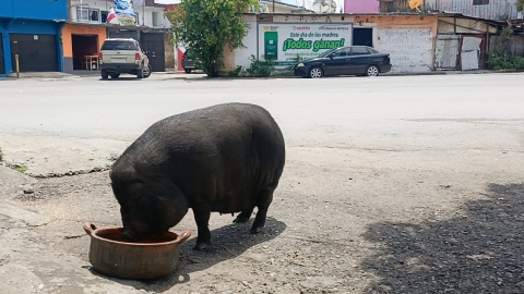 Chancho suelto en Tlahuapan