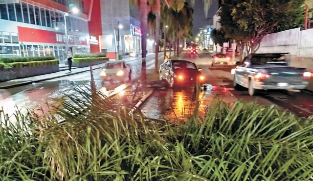 Se le atravesó una palmera en su camino